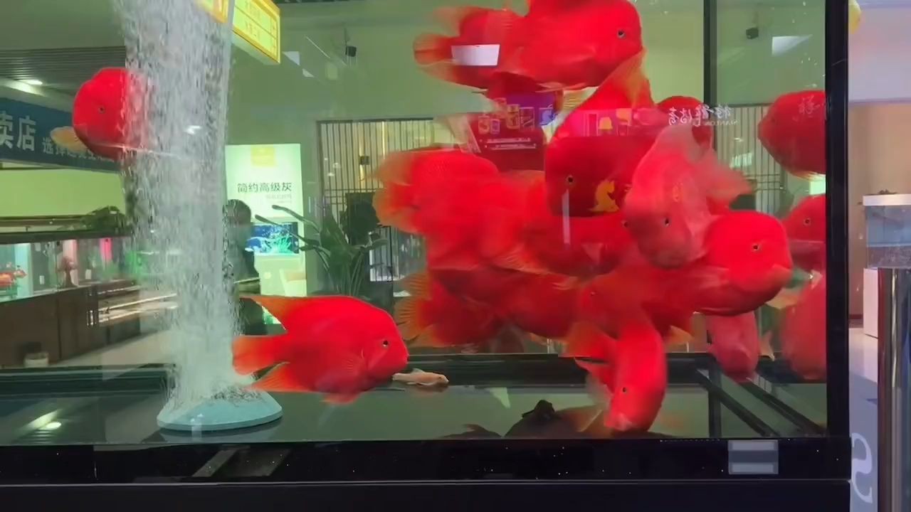 財神鸚鵡魚批發2025：2025財神鸚鵡魚批發 財神鸚鵡魚批發2025：2025財神鸚鵡魚批發 財神鸚鵡魚