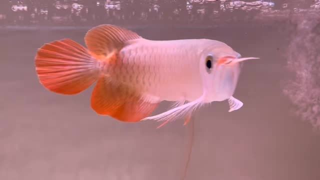 印尼小紅龍魚(yú)苗20251125：2025年11月25日印尼小紅龍魚(yú)苗