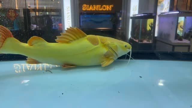 [2025]50cm黃金貓魚（國內最大）：50cm黃金貓魚（國內最大）50cm黃金貓魚（國內最大）