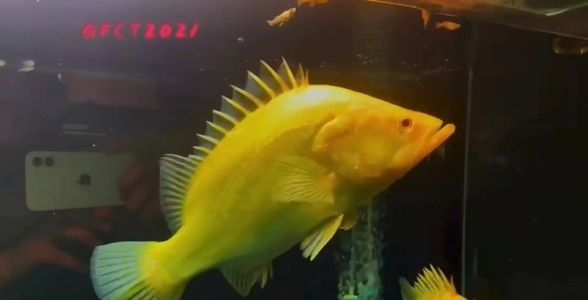 赤焰中國虎魚:水族箱中的“火焰戰士”