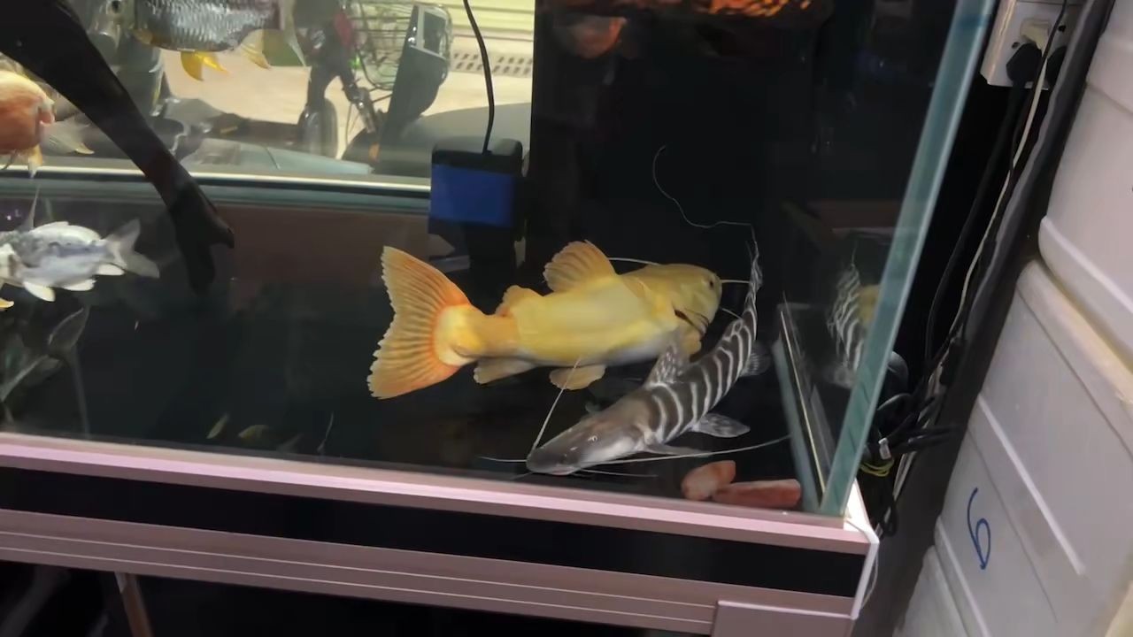 祥龍黃金貓魚，祥龍黃金貓魚是一款融合了傳統(tǒng)文化與現(xiàn)代工藝的寵物食品，祥龍黃金貓魚，傳統(tǒng)與現(xiàn)代工藝融合的寵物食品新選擇 祥龍黃金貓魚，祥龍黃金貓魚是一款融合了傳統(tǒng)文化與現(xiàn)代工藝的寵物食品，祥龍黃金貓魚，傳統(tǒng)與現(xiàn)代工藝融合的寵物食品新選擇 黃金貓魚