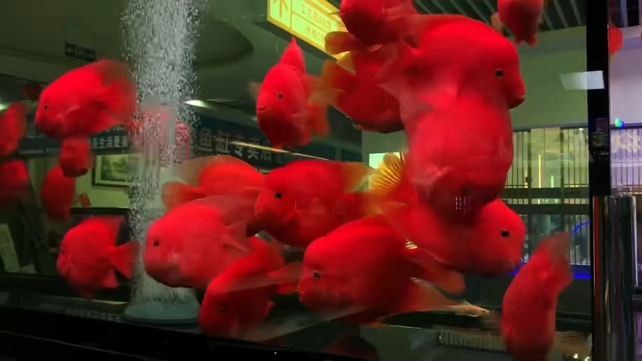 [2025]迎新年請財神魚：新年請財神魚