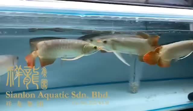 印尼小紅龍到貨啦，量大批發：印尼小紅龍到貨啦