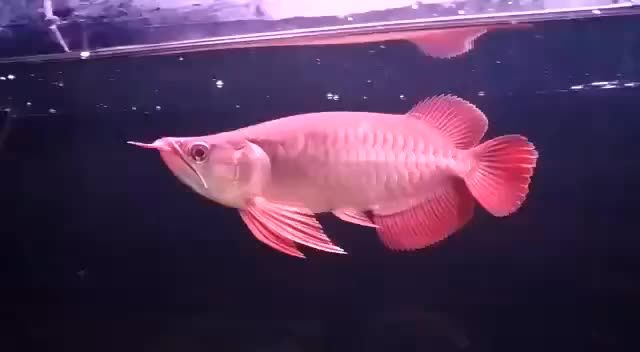 短身紅龍魚價格不高：短身紅龍魚價格不高，價格不高 短身紅龍魚價格不高：短身紅龍魚價格不高，價格不高 短身紅龍魚