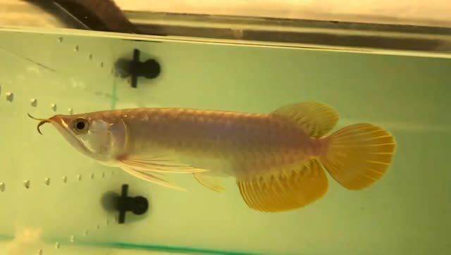 [2025]315體型不錯的紅龍魚：315厘米長的紅龍魚