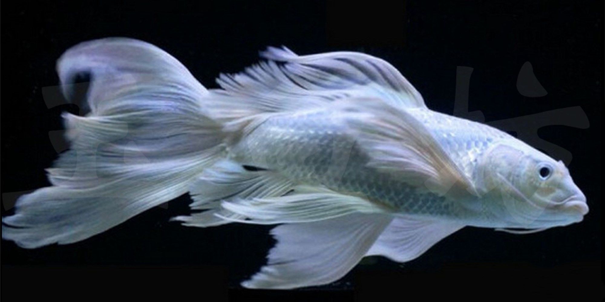 蝴蝶鯉：蝴蝶鯉是一種淡水魚類 蝴蝶鯉：蝴蝶鯉是一種淡水魚類 蝴蝶鯉