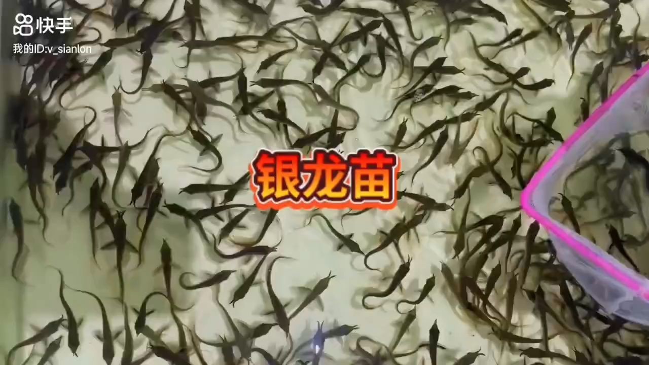 [2025]銀龍魚苗接單預定中：銀龍魚苗接單預定 [2025]銀龍魚苗接單預定中：銀龍魚苗接單預定 龍魚論壇