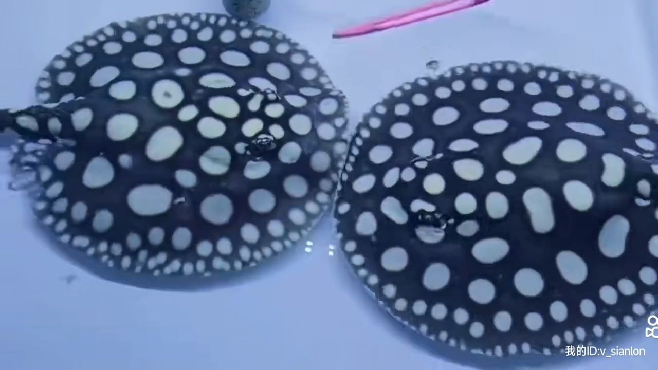 2025精品皇冠黑白魟魚(yú)一對(duì)：2025年精品皇冠黑白魟魚(yú)一對(duì) 2025精品皇冠黑白魟魚(yú)一對(duì)：2025年精品皇冠黑白魟魚(yú)一對(duì) 純血皇冠黑白魟魚(yú)