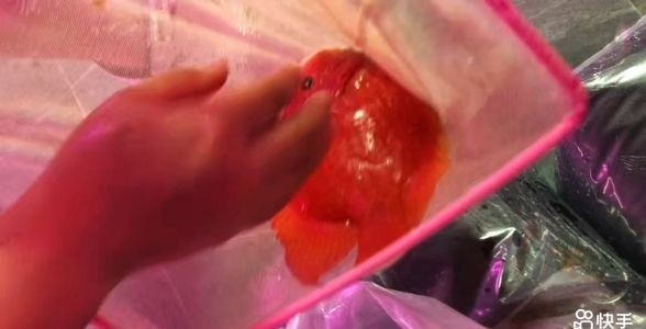 [2025]元寶鸚鵡魚，水族箱中的“財富象征”與飼養秘籍，元寶鸚鵡魚，水族箱里的招財萌寵與飼養全攻略，元寶鸚鵡魚，水族箱中的招財萌寵與飼養全攻略，元寶鸚鵡魚，水族箱中的招