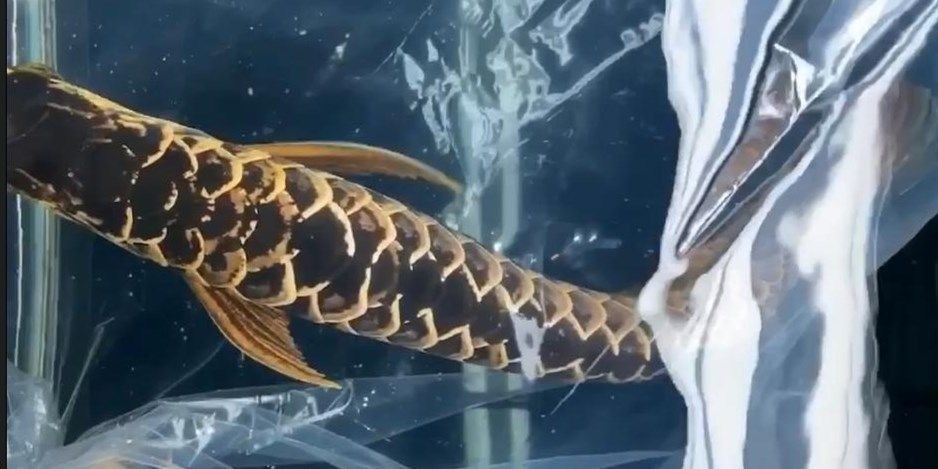 金手古典過背金龍魚：古典過背金龍魚