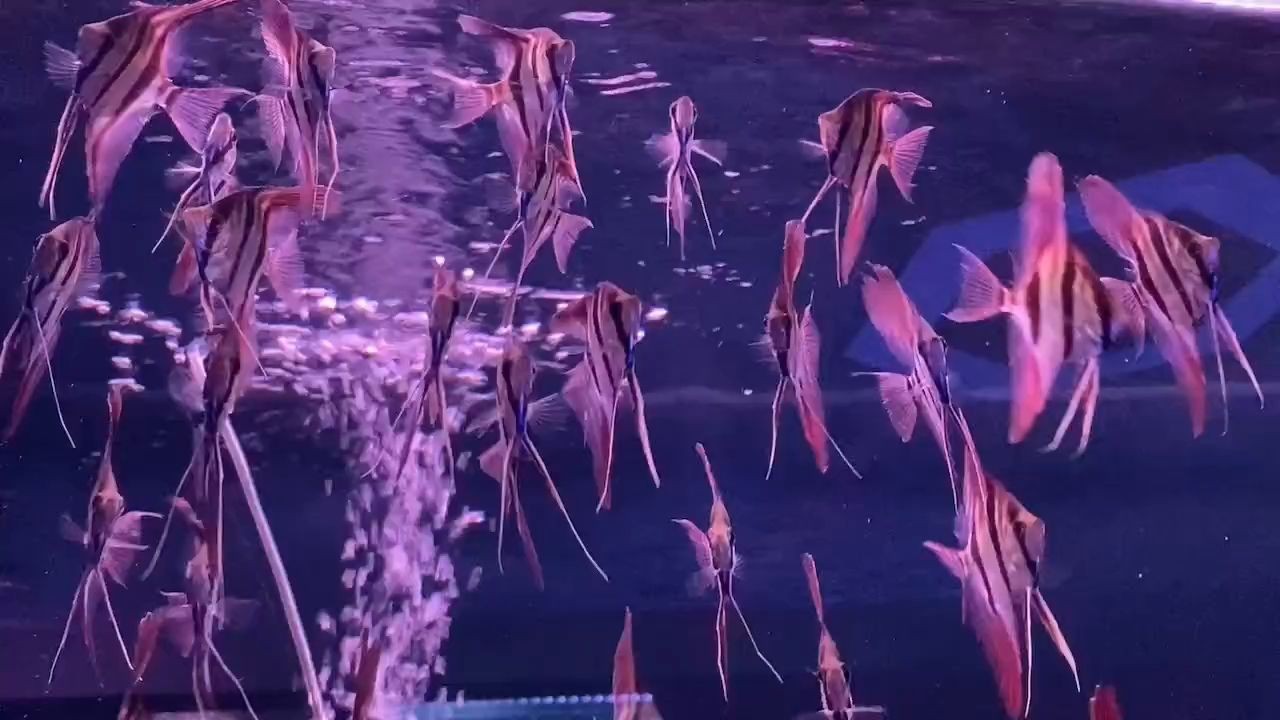 詳細閱讀:肉身5公分埃及魚:埃及神仙魚是一種體型較大且極具觀賞性的淡水魚類 肉身5公分埃及魚:埃及神仙魚是一種體型較大且極具觀賞性的淡水魚類