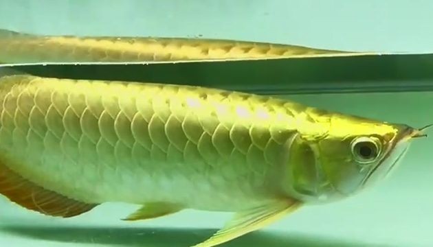 極品滿盔金頭過背金龍魚：極品滿盔金頭過背金龍魚\"的魚類 極品滿盔金頭過背金龍魚：極品滿盔金頭過背金龍魚\"的魚類 金頭過背金龍魚