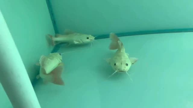 [2025]2025黃金貓魚：2025年黃金貓魚成為網絡流行語，象征著一種追求高品質生活的態度