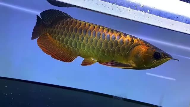 古典過背金龍魚30cm，古典過背金龍魚，30cm古典過背金龍魚，鑒賞與飼養指南