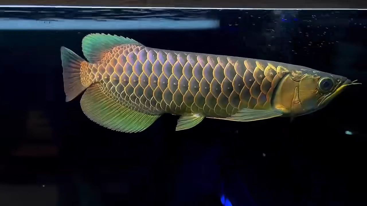 原生古典過背金龍魚36-38公分，原生古典過背金龍魚，原生古典過背金龍魚，36-38公分的珍稀觀賞魚 原生古典過背金龍魚36-38公分，原生古典過背金龍魚，原生古典過背金龍魚，36-38公分的珍稀觀賞魚 古典過背金龍魚