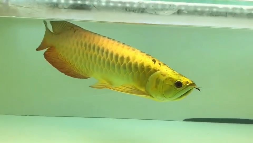 詳細閱讀:42cm品相不錯的金龍魚 #金龍魚紅龍魚:42cm的金龍魚紅龍魚 42cm品相不錯的金龍魚 #金龍魚紅龍魚:42cm的金龍魚紅龍魚