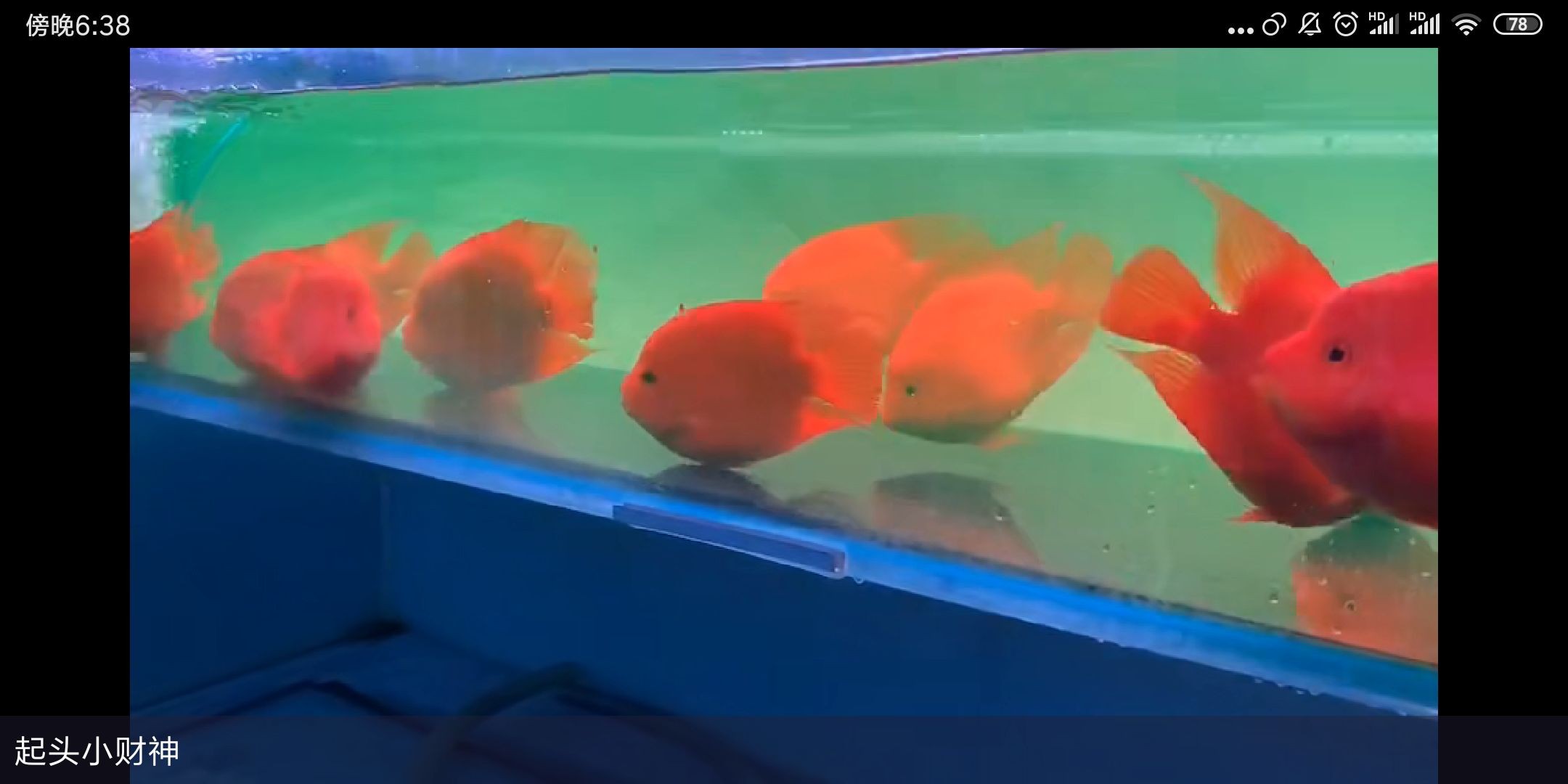 小財神鸚鵡到貨：小財神鸚鵡到貨,這只活潑的鸚鵡以其獨特的色彩斑斕和歡快叫聲 小財神鸚鵡到貨：小財神鸚鵡到貨,這只活潑的鸚鵡以其獨特的色彩斑斕和歡快叫聲 財神鸚鵡魚