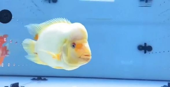 紅白財神魚：水族新寵，吉祥與美麗的完美結合