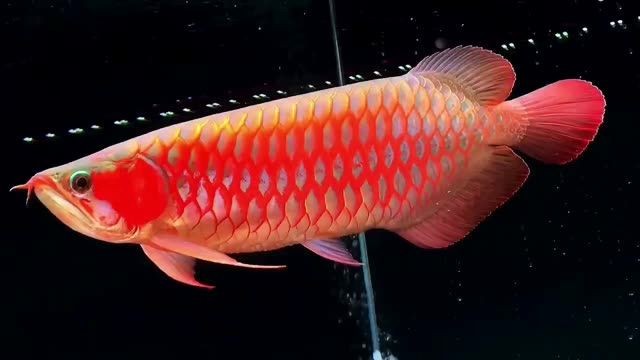 40公分體型完美超血紅龍魚：40公分體型的超血紅龍魚 40公分體型完美超血紅龍魚：40公分體型的超血紅龍魚 超血紅龍魚
