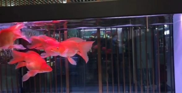 飼料 紅蝴蝶鯉魚:水族箱中的紅色精靈,優雅與活力的完美結合 蝴蝶鯉 紅蝴蝶鯉魚:水族箱中的紅色精靈,優雅與活力的完美結合 紅蝴蝶鯉魚:水族箱中的紅色精靈,優雅與活力的完美結合 蝴蝶鯉