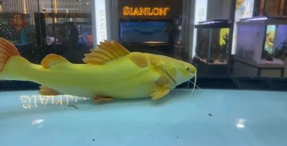 黃金貓魚：珍稀水族瑰寶，探秘其神秘魅力與養殖之道 黃金貓魚：珍稀水族瑰寶，探秘其神秘魅力與養殖之道 黃金貓魚