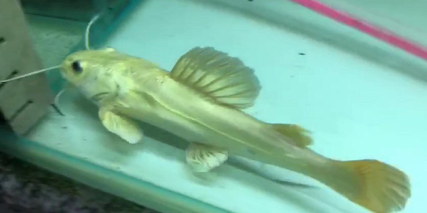 [2025]祥龍魚場黃金貓魚：祥龍魚場黃金貓魚是一種在水族中頗受歡迎的觀賞魚，祥龍魚場黃金貓魚