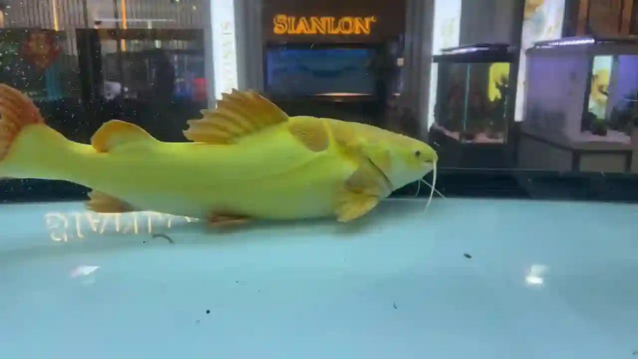 黃金貓魚來之馬來西亞祥龍魚場：馬來西亞祥龍魚場培育的黃金貓魚以其獨(dú)特的色澤和優(yōu)雅的形態(tài)受到廣泛關(guān)注 黃金貓魚來之馬來西亞祥龍魚場：馬來西亞祥龍魚場培育的黃金貓魚以其獨(dú)特的色澤和優(yōu)雅的形態(tài)受到廣泛關(guān)注 黃金貓魚