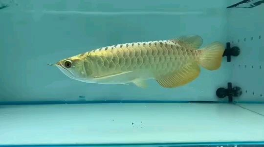 祥龍魚場金龍魚:祥龍魚場金龍魚養殖技術及其市場表現分析了金龍魚的生長環境與管理方法