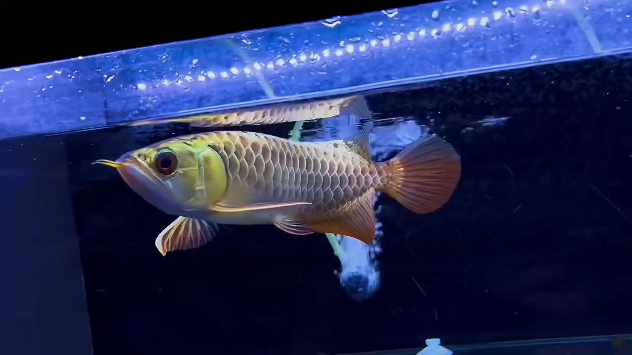 26分滿過滿珠藍底過背金龍魚，滿珠藍底過背金龍魚，26分滿珠藍底過背金龍魚，頂級品質鑒賞，26分滿珠藍底過背金龍魚，頂級品質鑒賞 26分滿過滿珠藍底過背金龍魚，滿珠藍底過背金龍魚，26分滿珠藍底過背金龍魚，頂級品質鑒賞，26分滿珠藍底過背金龍魚，頂級品質鑒賞 藍底過背金龍魚