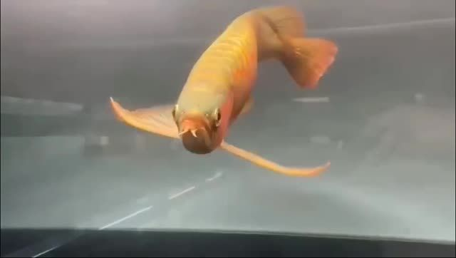 鯊魚嘴紅龍魚：鯊魚嘴紅龍魚是一種體型較大、顏色較大、顏色鮮艷的熱帶魚類