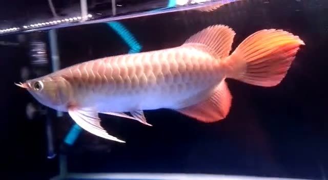 35cm祥龍赫舞紅龍魚(yú)：35cm祥龍赫舞紅龍魚(yú)觀賞性極強(qiáng)的魚(yú)類，適合作為觀賞寵