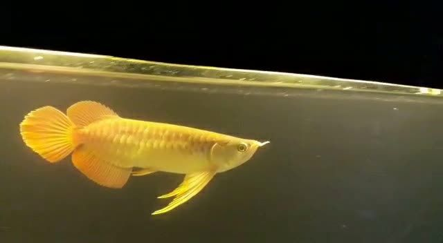 [2025]大鰭大尾大湖紅龍魚：大鰭大尾大湖紅龍
