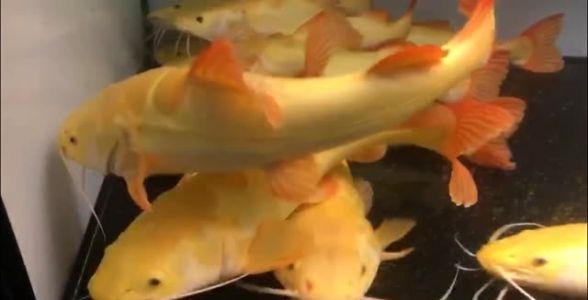 黃金貓魚苗8~10cm：黃金貓魚苗8~10cm是養殖黃金貓魚的初始階段 黃金貓魚苗8~10cm：黃金貓魚苗8~10cm是養殖黃金貓魚的初始階段 黃金貓魚