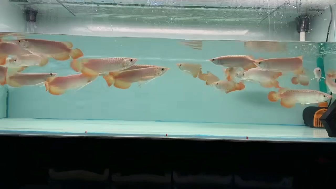 印尼小紅龍批發價優品質保證：印尼小紅龍以其獨特的品質和價格優勢成為了市場上備受歡迎的產品