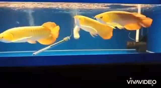 三條和諧的紅龍魚(yú)混養(yǎng)不打架，40公分左右。打包合適：三條和諧的紅龍魚(yú)混養(yǎng)