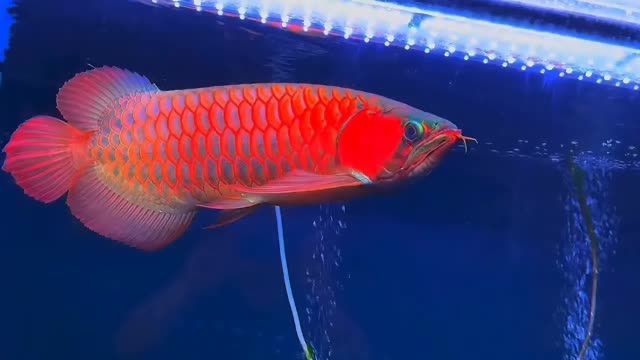 53CM左右超血大紅龍（紅尾金龍魚）#超血紅龍魚：超血大紅龍魚(紅尾金龍魚) 53CM左右超血大紅龍（紅尾金龍魚）#超血紅龍魚：超血大紅龍魚(紅尾金龍魚) 超血紅龍魚