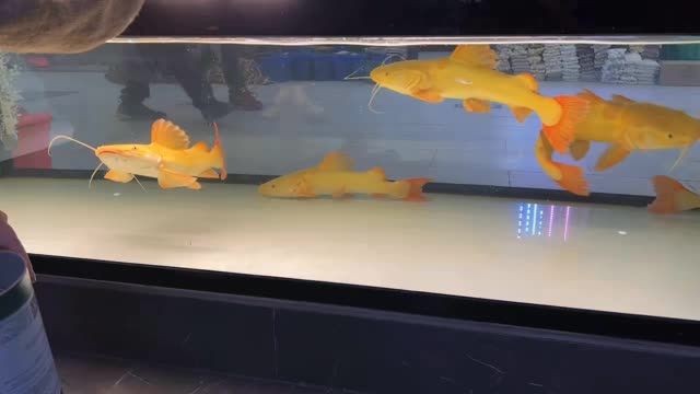 [2025]50公分大黃金貓魚：50公分大黃金貓魚,以其鮮艷的顏色和優美的形態深受人們喜愛