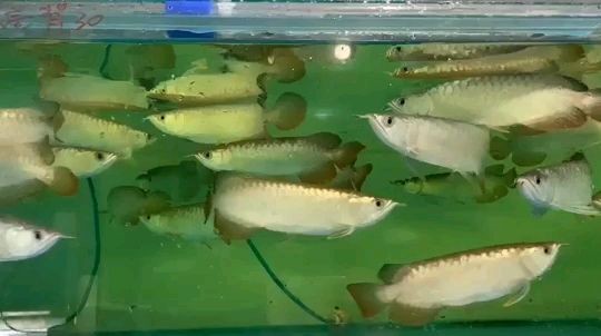 大高背到貨，歡迎咨詢：大高背產品已成功抵達客戶手中