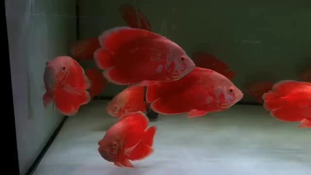 火麒麟魚：火麒麟魚是一種特殊的觀賞魚類，以其鮮艷的紅色鱗片和火焰狀尾鰭而得名 火麒麟魚：火麒麟魚是一種特殊的觀賞魚類，以其鮮艷的紅色鱗片和火焰狀尾鰭而得名 混養魚（配魚）