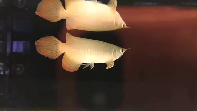 全品印尼小紅龍，馬來西亞祥龍魚場廣州總部，龍魚批發(fā)...：全品印尼小紅龍?jiān)隈R來西亞祥龍魚場廣州總部進(jìn)行龍魚批發(fā)活動 全品印尼小紅龍，馬來西亞祥龍魚場廣州總部，龍魚批發(fā)...：全品印尼小紅龍?jiān)隈R來西亞祥龍魚場廣州總部進(jìn)行龍魚批發(fā)活動 印尼小紅龍