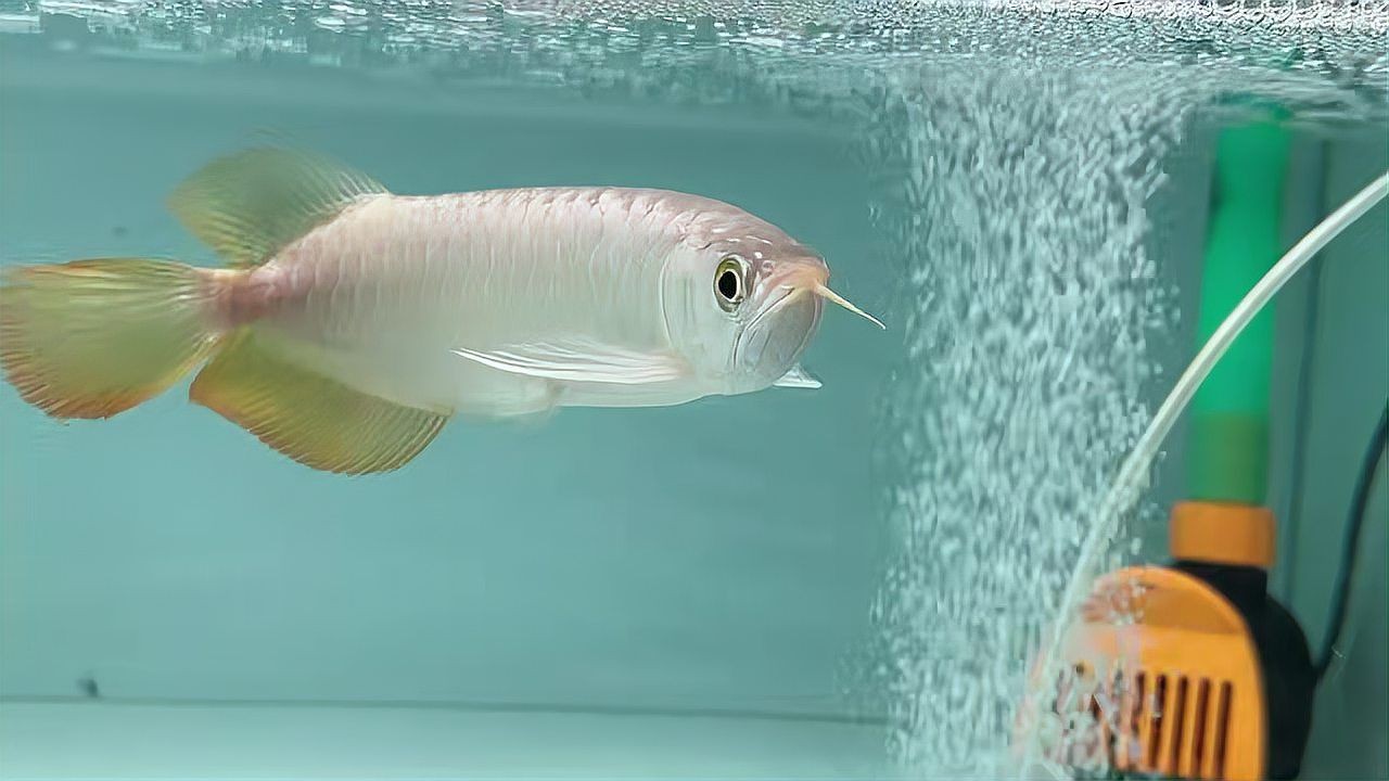 品質最好的紅龍品種：紅龍品種祥龍品牌龍魚品質好壞往往直接影響到養魚愛好者的養魚體驗 品質最好的紅龍品種：紅龍品種祥龍品牌龍魚品質好壞往往直接影響到養魚愛好者的養魚體驗 紅龍魚