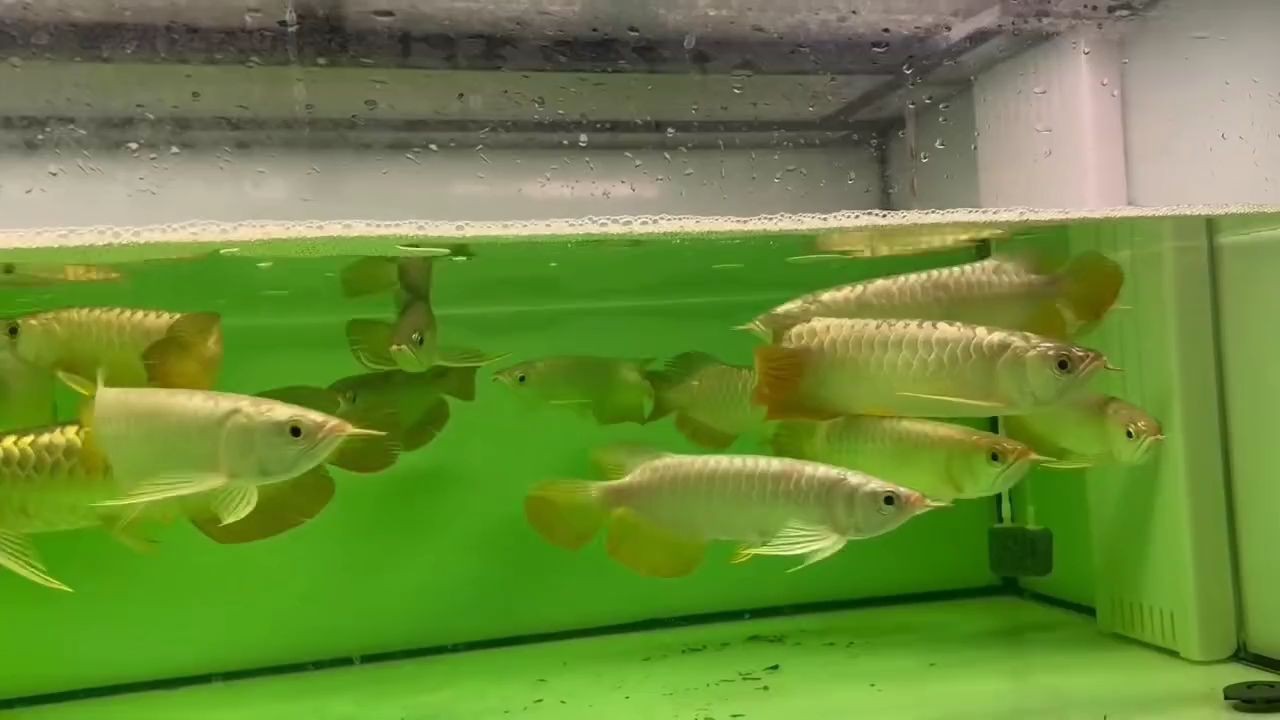 [2025]金龍魚批發一缸20條打包拿貨的來：批發一缸20條打包拿貨的來，2025.07.19金龍魚特惠一缸20條起批，打包拿貨速搶！ [2025]金龍魚批發一缸20條打包拿貨的來：批發一缸20條打包拿貨的來，2025.07.19金龍魚特惠一缸20條起批，打包拿貨速搶！ 龍魚論壇