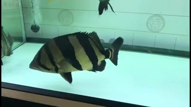 30公分全品泰國虎魚打包批發價優：30公分全品泰國虎魚打包批發價優勢 30公分全品泰國虎魚打包批發價優：30公分全品泰國虎魚打包批發價優勢 泰國虎