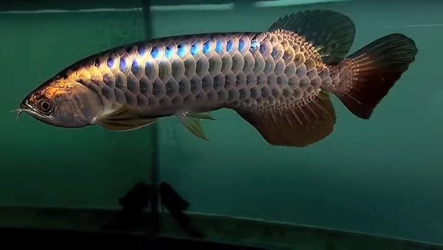 藍珀金龍魚后期表現，藍珀金龍魚后期的表現，藍珀金龍魚養殖指南，后期表現分析