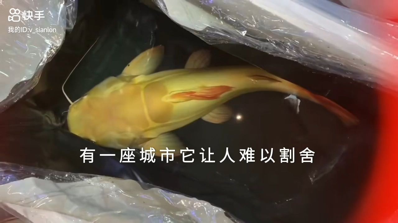 巨型黃金貓魚入住別墅，巨型黃金貓魚入住別墅，成為人們關注的熱門話題和話題，巨型黃金貓魚入住別墅引熱議，巨型黃金貓魚入住別墅引熱議 巨型黃金貓魚入住別墅，巨型黃金貓魚入住別墅，成為人們關注的熱門話題和話題，巨型黃金貓魚入住別墅引熱議，巨型黃金貓魚入住別墅引熱議 黃金貓魚