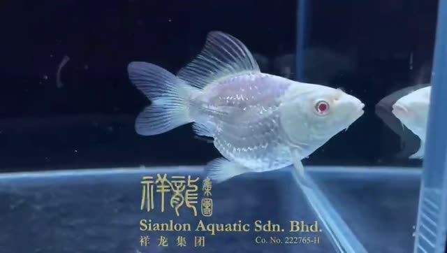 紅眼蝴蝶鯉魚：紅眼蝴蝶鯉魚是一種獨特的魚類 紅眼蝴蝶鯉魚：紅眼蝴蝶鯉魚是一種獨特的魚類 蝴蝶鯉