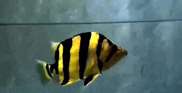 魚缸用增氧泵價格是多少:魚缸增氧機-xtrac增氧機-xtrac增氧機 20公分極品純泰虎:熱帶魚中的奢華之選 泰國虎 20公分極品純泰虎:熱帶魚中的奢華之選 20公分極品純泰虎:熱帶魚中的奢華之選 泰國虎