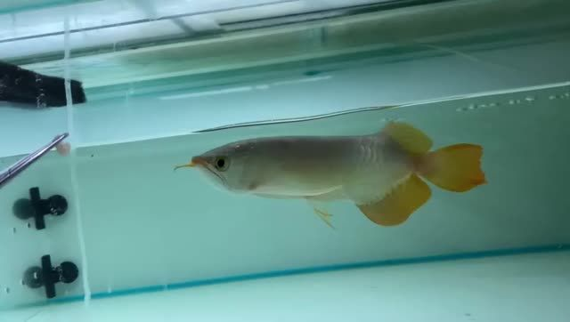 祥龍赫舞紅龍紅龍魚(yú)品牌紅龍高端紅龍品牌，祥龍赫舞紅龍品牌紅龍高端紅龍品牌，紅龍魚(yú)高端品牌，祥龍赫舞的傳奇與魅力 祥龍赫舞紅龍紅龍魚(yú)品牌紅龍高端紅龍品牌，祥龍赫舞紅龍品牌紅龍高端紅龍品牌，紅龍魚(yú)高端品牌，祥龍赫舞的傳奇與魅力 祥禾Super red