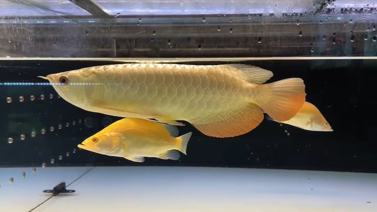 一龍+2虎：“一龍+2虎”戰(zhàn)略 一龍+2虎：“一龍+2虎”戰(zhàn)略 福虎/異型虎魚/純色虎魚