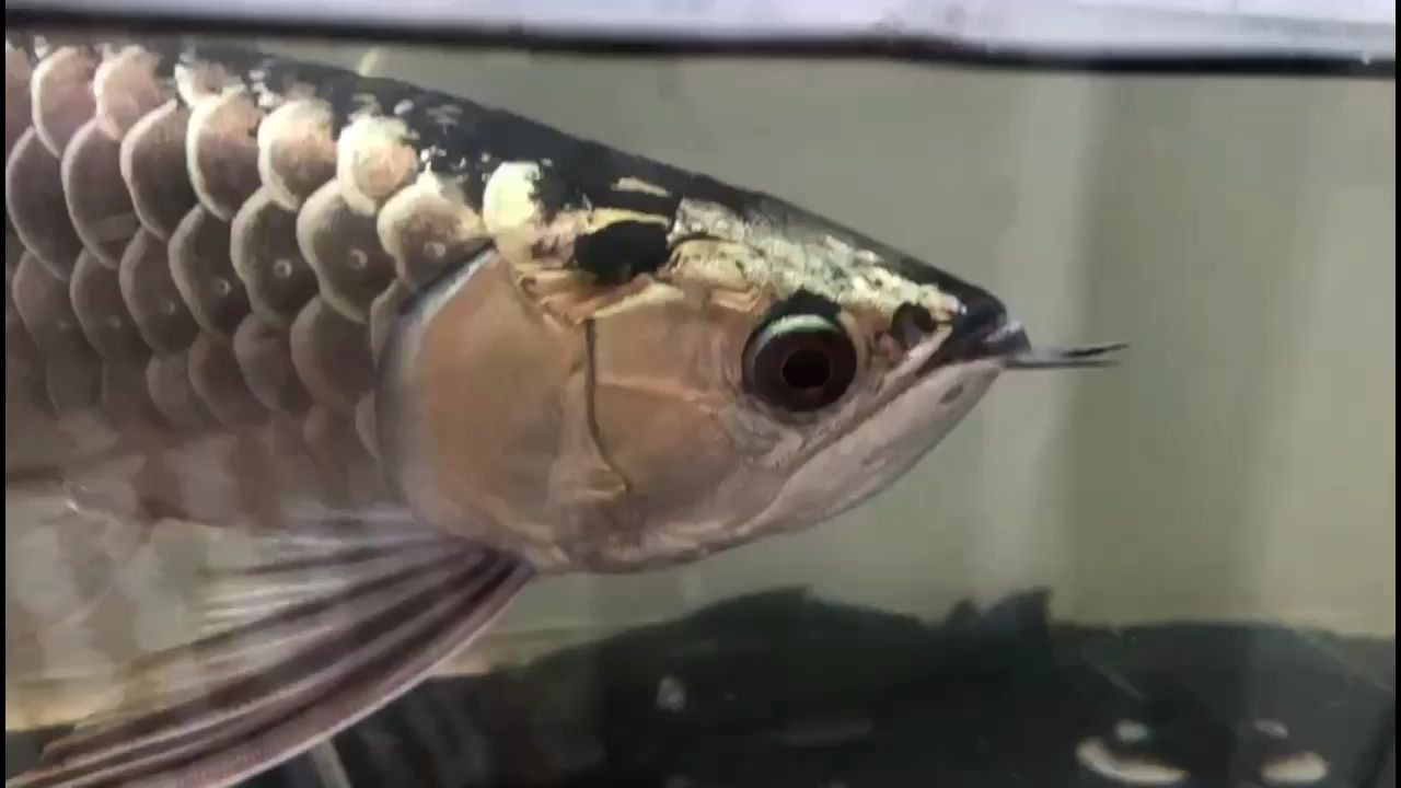 重金屬超強金質古典金龍魚，——超強金質古典金龍魚，超強金質古典金龍魚，一種具有重金屬特性的珍稀金魚